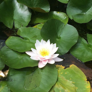 Meet your Posher, Victoria